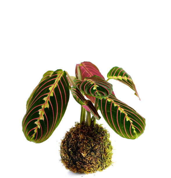 科凯达马兰塔图片下载