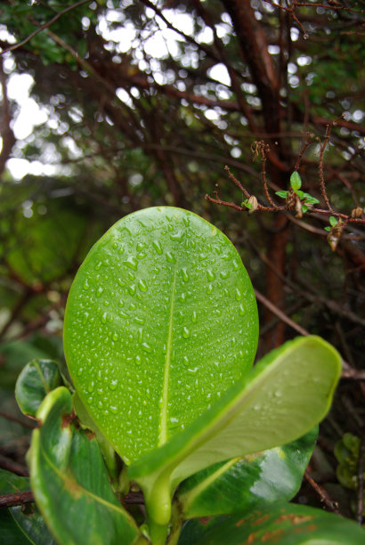 哥斯达黎加的叶子图片下载