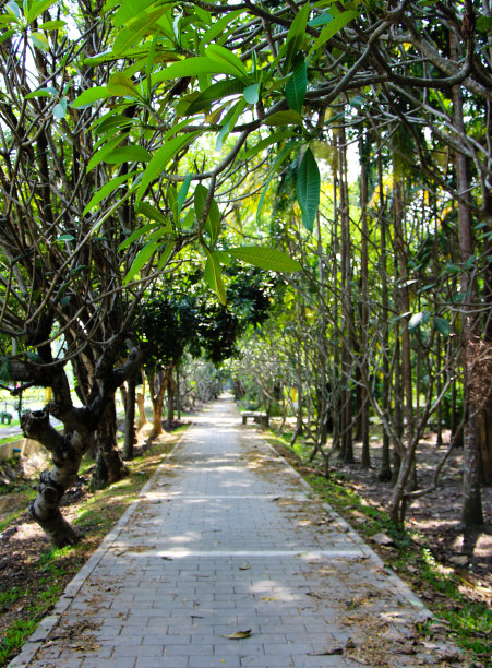 风景优美的道路穿过绿色的森林图片下载