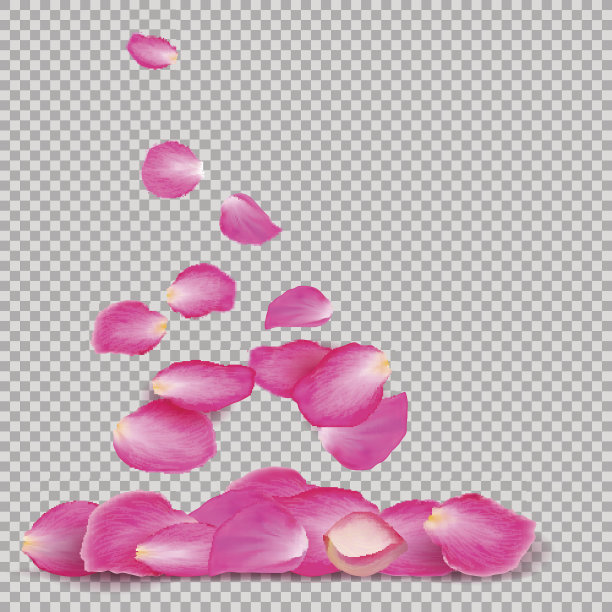 抽象背景与现实的粉红色玫瑰花瓣飞在白色透明的背景。矢量插图。每股收益10素材图片