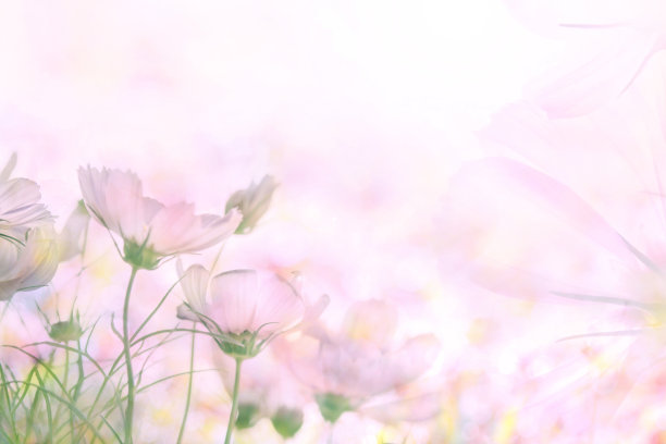 抽象的软甜粉色花背景从宇宙花图片下载