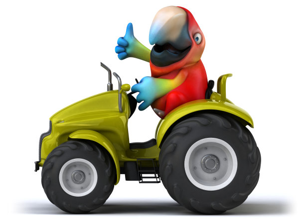 有趣的鹦鹉图片下载