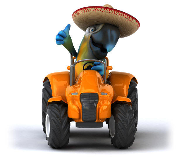 有趣的鹦鹉图片下载