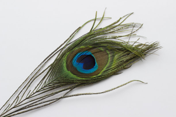 孔雀羽毛图片下载