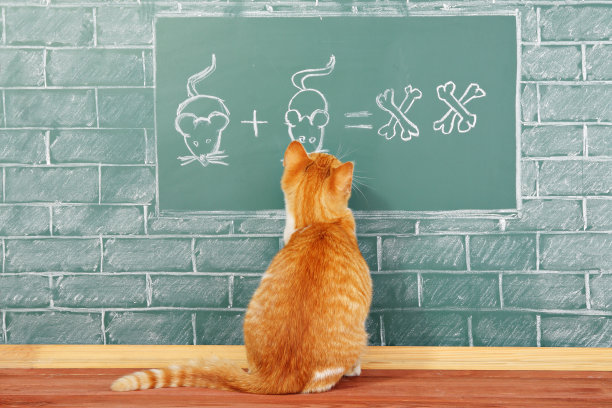 猫的学校图片下载