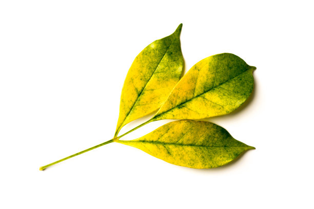 绿色的叶子图片下载