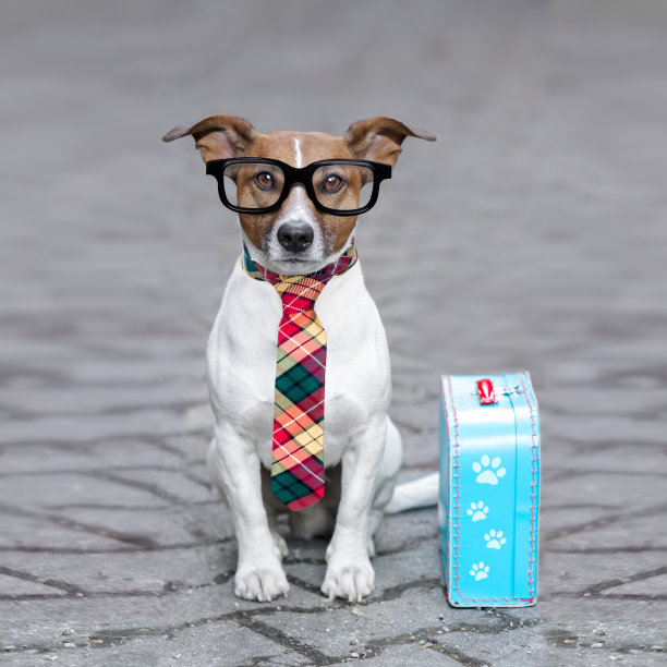 被遗弃和丢失的狗图片下载