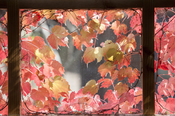 常春藤、窗口图片下载