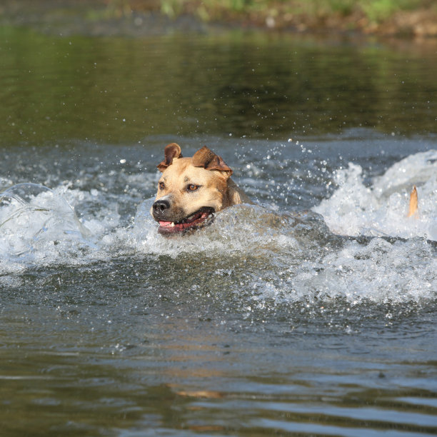 游泳的美国斯塔福德郡梗图片下载