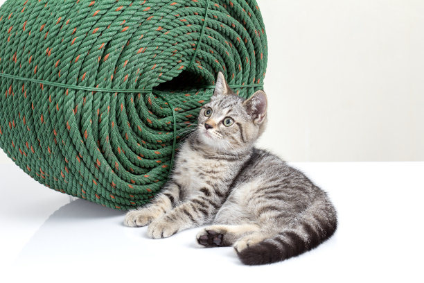 小猫坐在绿色的大绳子旁边图片下载