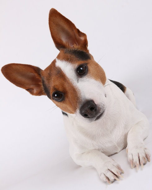 小的狗图片下载