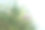 松树背景吊灯图片下载