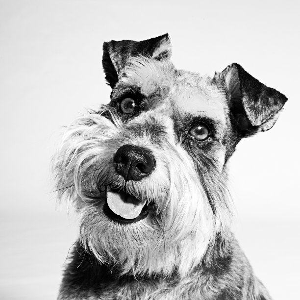 迷你雪纳瑞图片下载