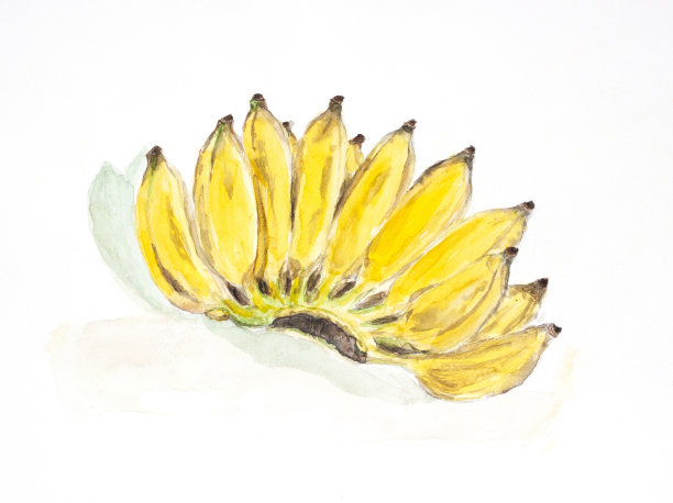 香蕉水彩画图片下载