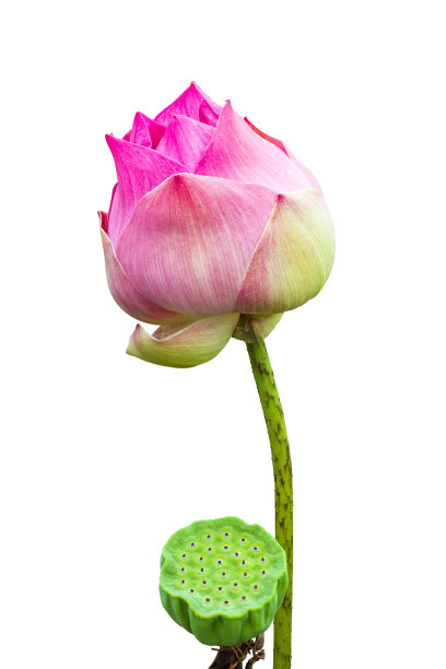 莲子与花分离图片下载