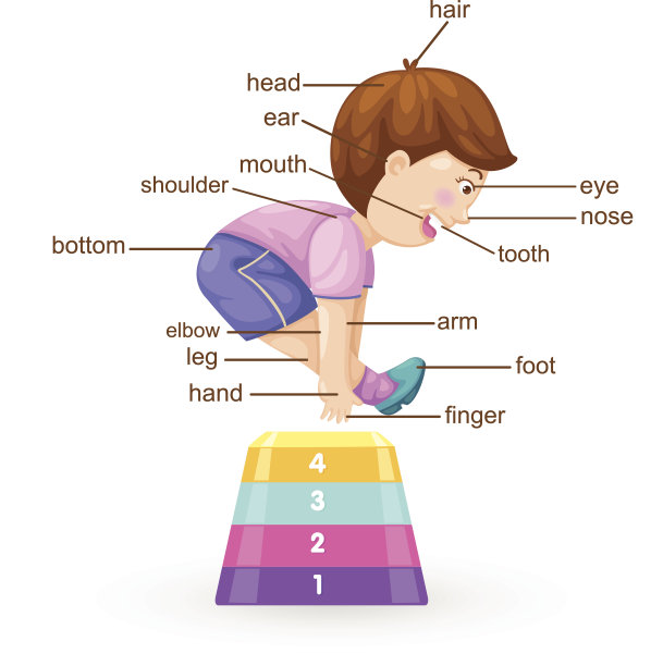 词汇是身体向量的一部分图片下载
