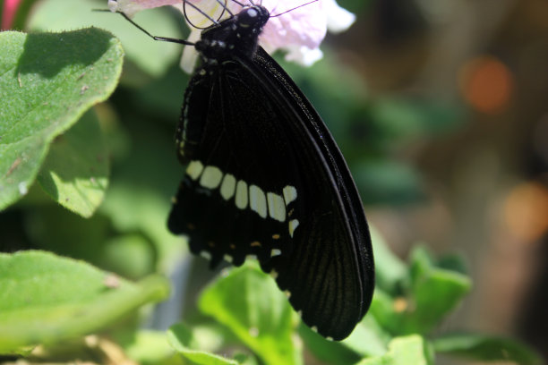 黑蝴蝶挂在叶子上图片下载