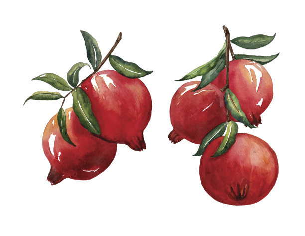 红石榴枝手画水彩水果在白色的背上图片下载