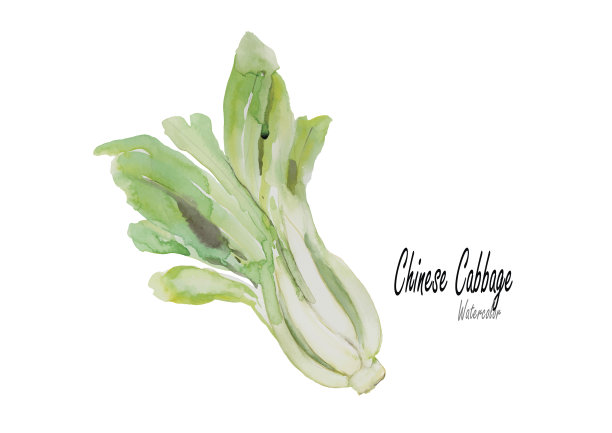 白菜。手绘水彩画。矢量插图图片下载