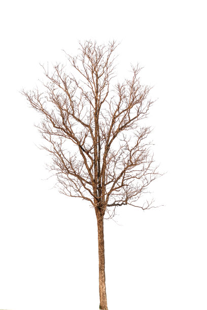 死树孤立在白色背景上图片下载