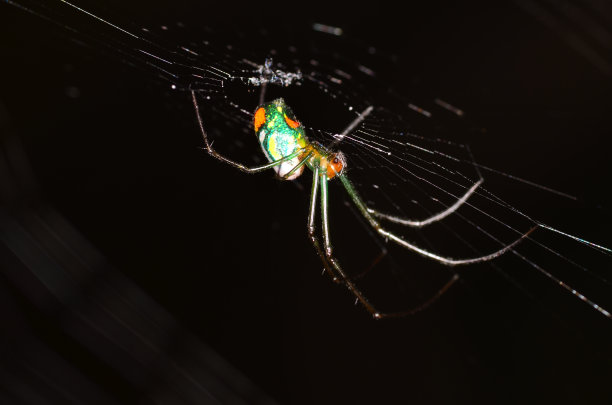 果园蜘蛛的侧面照片与网在黑暗的背景图片下载