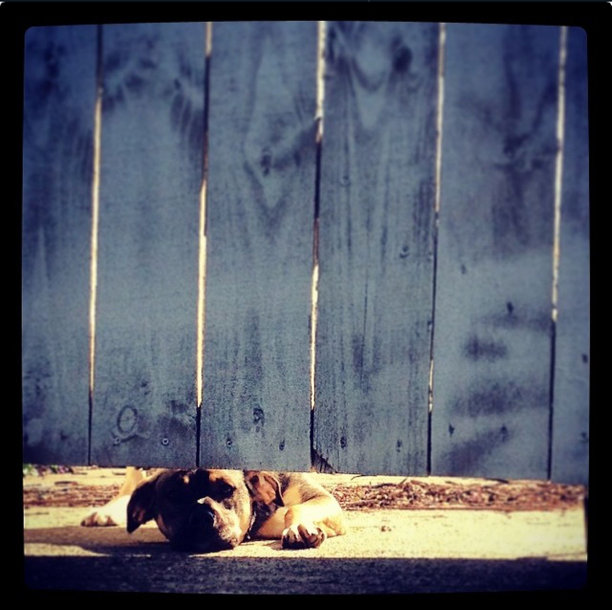 狗伤心我们要走了图片下载