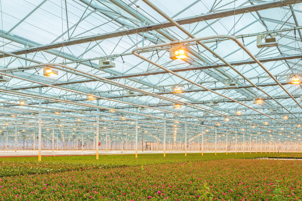 荷兰温室里的粉色玫瑰图片下载