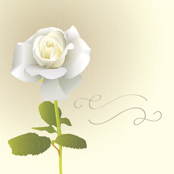 白玫瑰的卡片图片下载