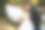 新郎和新娘走在沙滩上图片下载