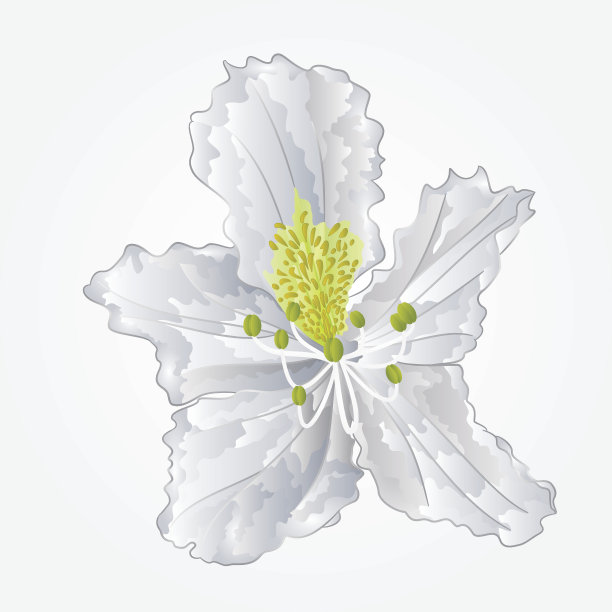 杜鹃花白花矢图片下载