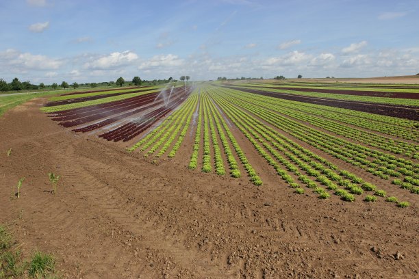 田里最好吃的沙拉图片下载