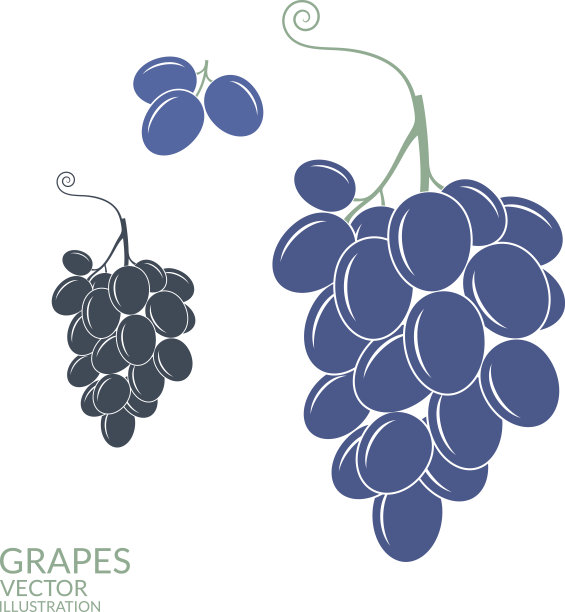 葡萄。白色背景上孤立的果实图片下载