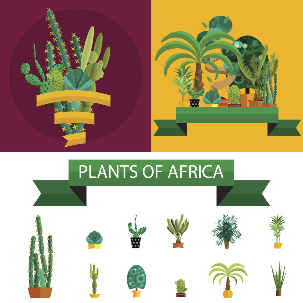 非洲的植物。棕榈树，鲜花和绿草，白色的背景图片下载