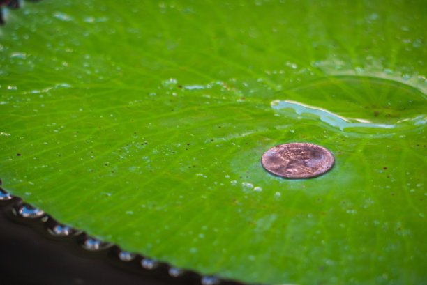 佩妮在漂浮的睡莲叶子上图片下载