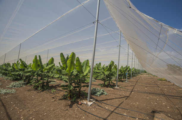 香蕉种植温室图片下载