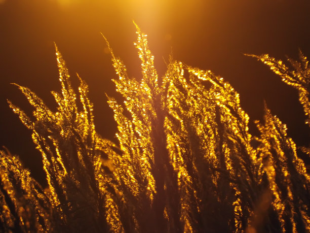 夕阳下的麦草图片下载