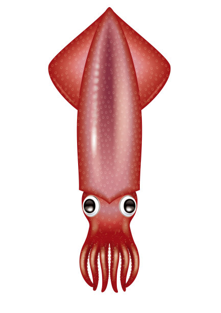 插图的鱿鱼。图片下载