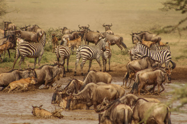 Gnus和zebra在水边图片下载