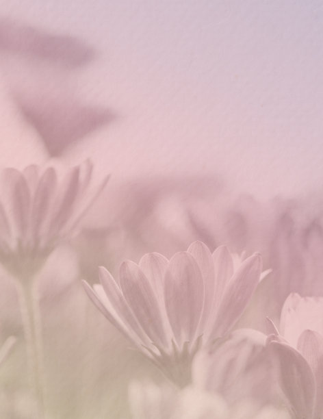 紫雏菊软背景图片下载