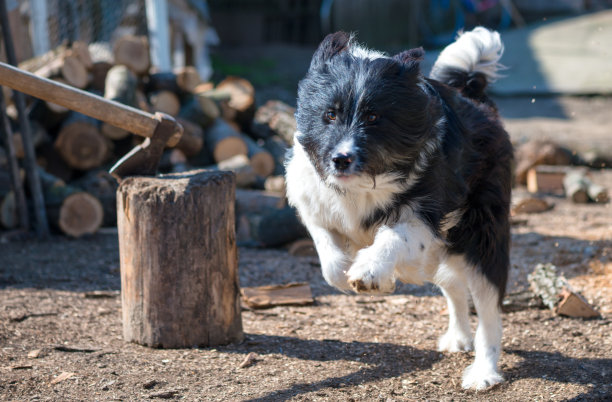罗马尼亚牧羊犬在奔跑，照片摄于农场图片下载
