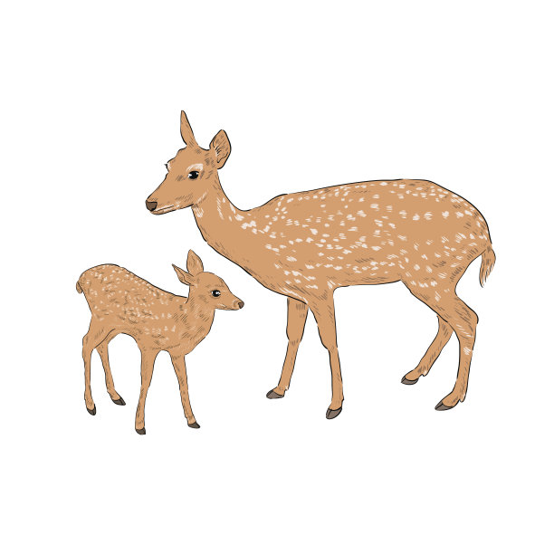 母鹿和小鹿图片下载