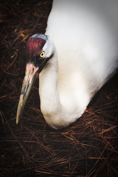 白色的鸟图片下载