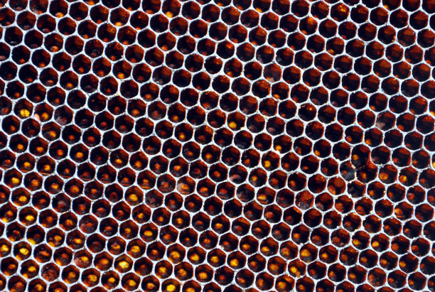 蜜蜂的蜂巢图片下载