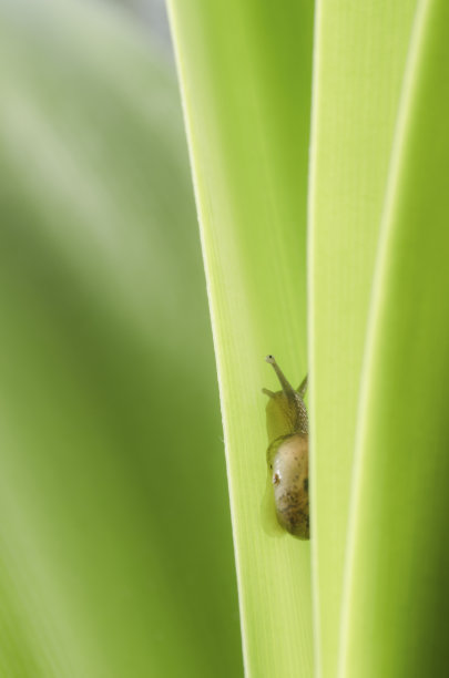 蜗牛沿着叶子垂直爬行。图片下载