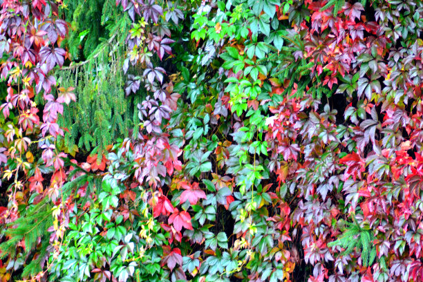 叶色级联2图片下载