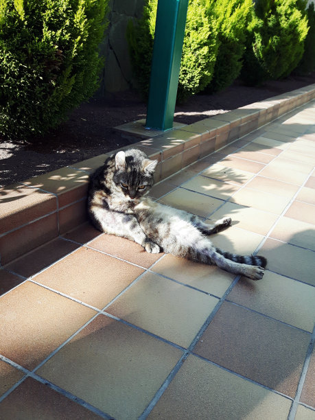 懒懒的猫在阳光明媚的日子里以很好的姿势躺在地上图片下载