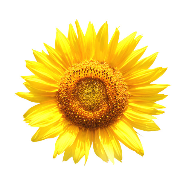 向日葵图片下载