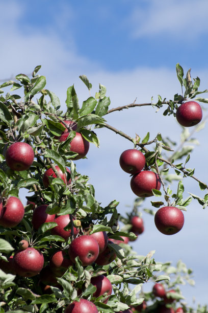 雷夫 · 弗雷切特 · 阿普费尔鲍姆图片下载