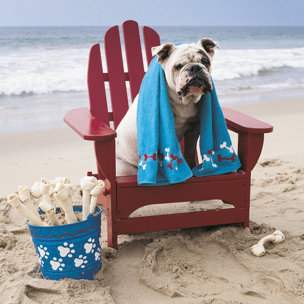 沙滩上的斗牛犬坐在阿迪朗达克的椅子上图片下载
