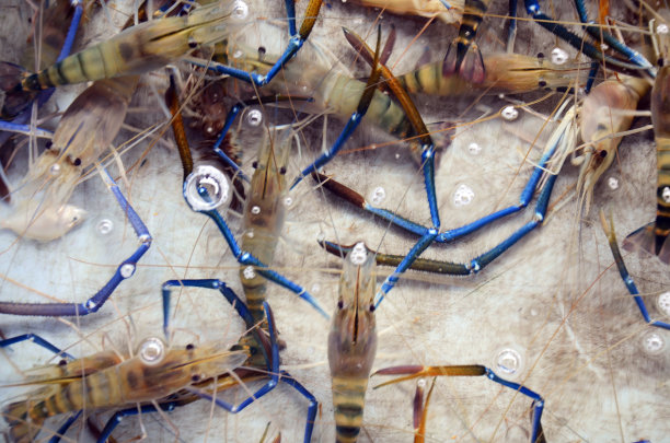 对虾或虾出售图片下载